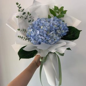 Hydrangea Blue Cloud